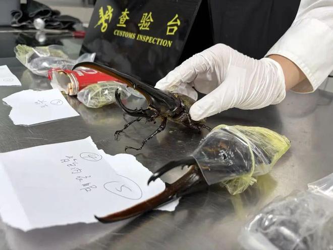 贝尔萨：我们本应该击败沙特，但上半场浪费了45分钟时间